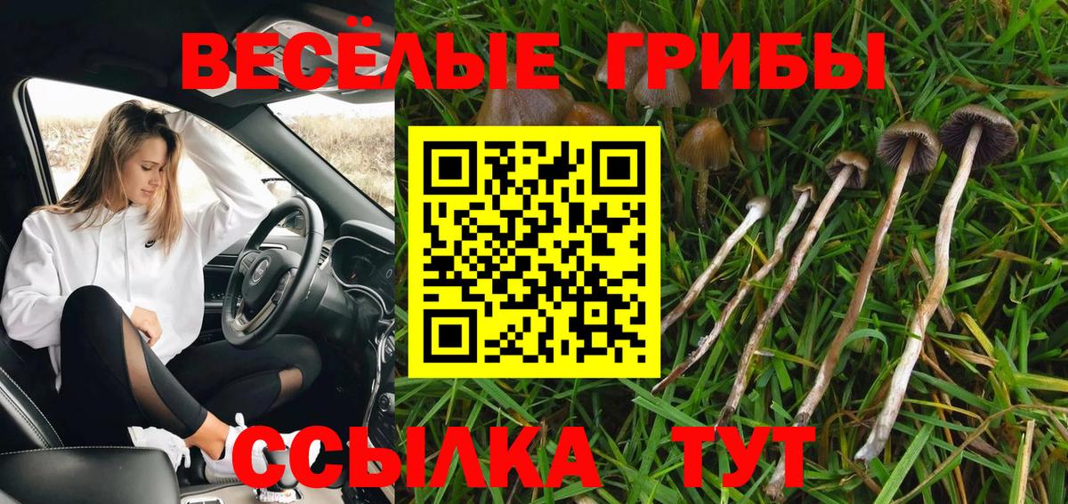 Галлюциногенные грибы Psilocybe Карпинск